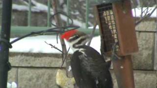 Since heavy snow has covered the ground for several weeks, Pileated Woodpeckers have become regular visitors to the suet 