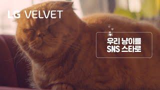LG VELVET - ASMR : 냥스타그램 편 screenshot 1