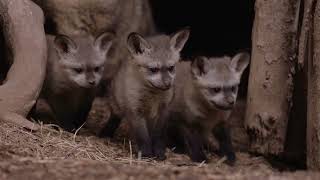 Adorable Arrivals of 2023 by San Diego Zoo 44,816 views 2 months ago 1 minute, 5 seconds