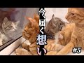 「窓越しの想いが、今 届く。」過酷な日々を越えた小さな願い〜コハク8号とすずめの日々【#5】