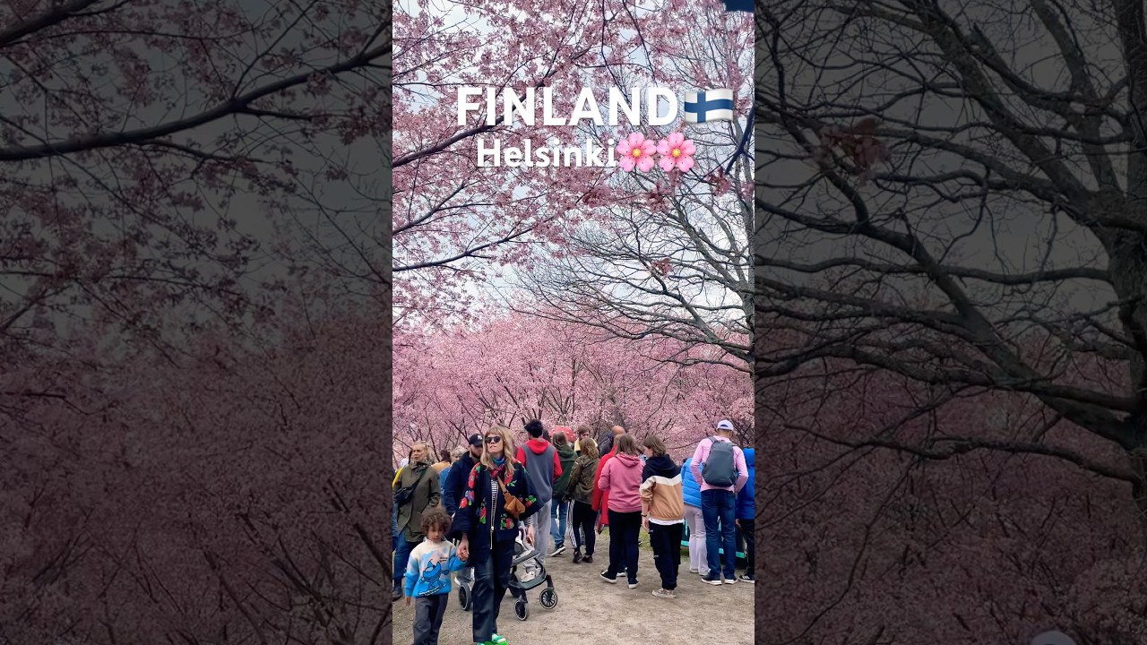Helsinki Cherry Blossom in Park in FINLAND🇫🇮2025 