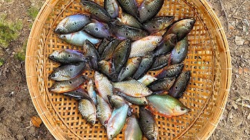 Thả lưới bắt cá sặc bướm, cá rầm nấu canh chua rau nhút ăn cơm trưa | Miền Tây Tươi Đẹp 53