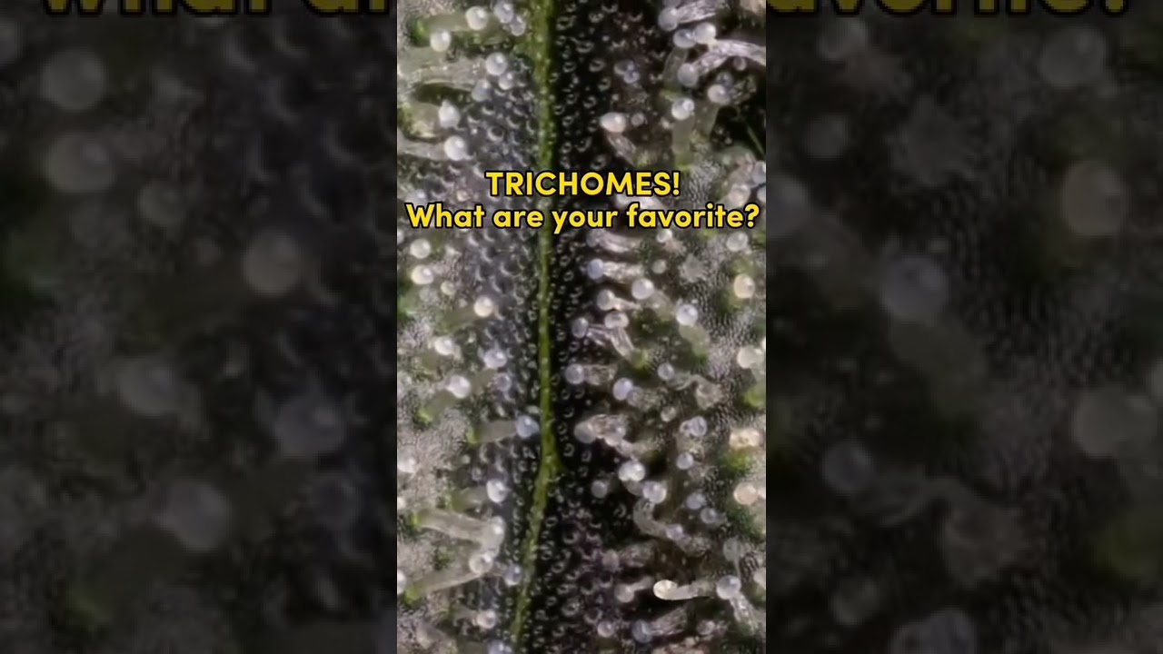 What are your favorite? 