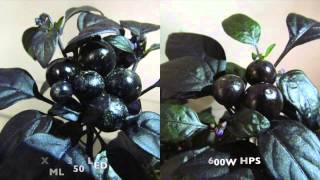 600W Hps Vs Xml 350 Led - Journal Week 3
