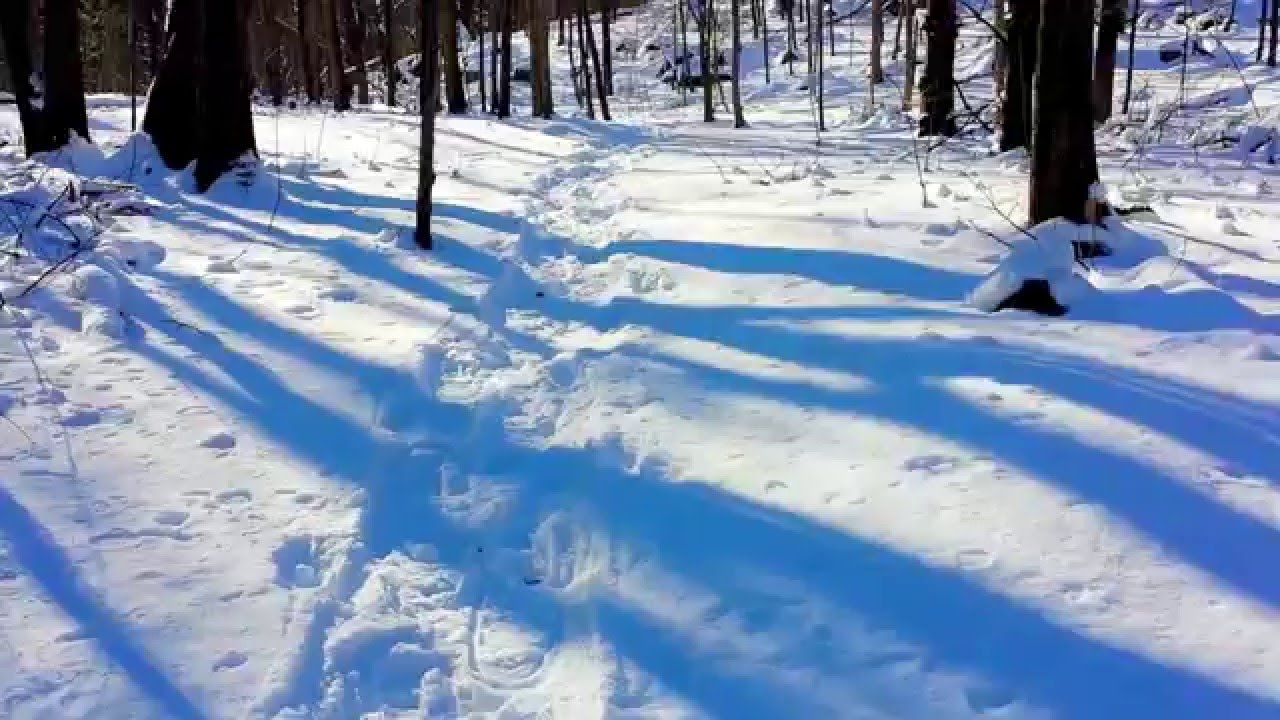 celsius meaning Winter Forest Walk (-30 Celsius) - HD 1080p Relaxing Hike in a Frozen Park