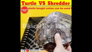 Turtle vs Shredder machine @mr.indianhacker @crazyxyz | Amazing | #shorts#short#ytshorts#shortvideo