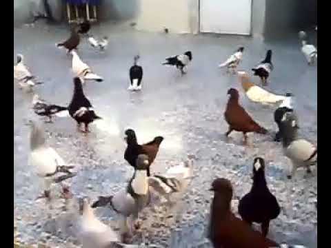 اجمل موال حلبي مع نخب من الحمام 