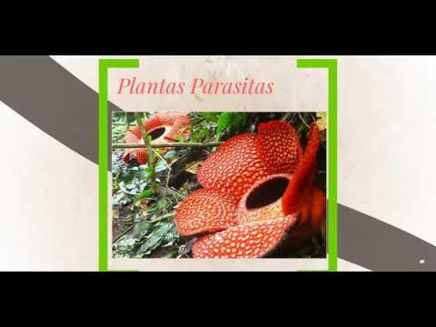 Vídeo: Diferença Entre Saprófitas E Parasitas