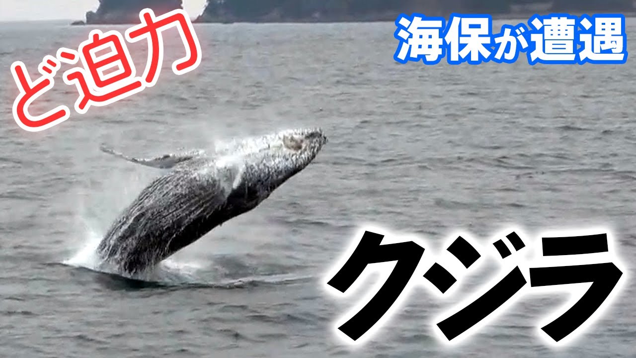 クジラが迫力の連続大ジャンプ…愛媛・宇和海 - YouTube