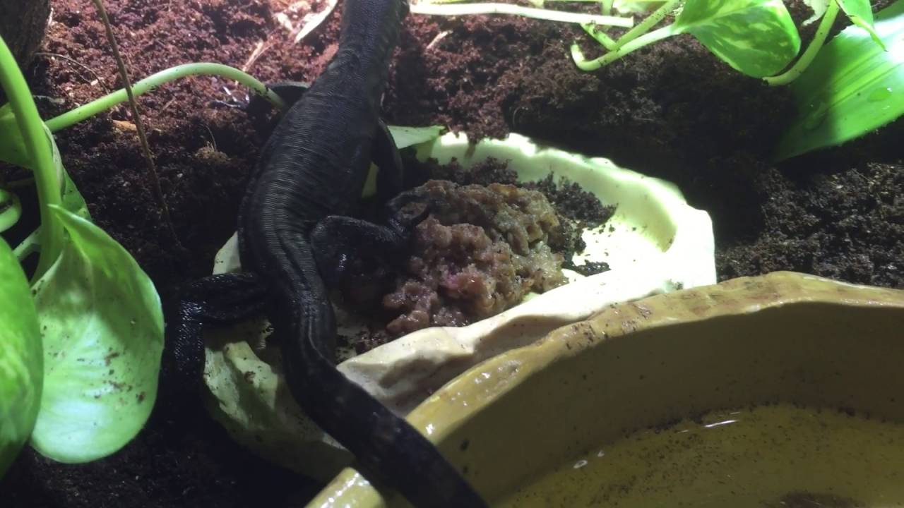 caiman lizard pet Komaini eating its first meal