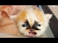 Super Precious Tiny Kitten With Distinct Marking Face Won&#39;t Stop Zooming Around And Wrestling