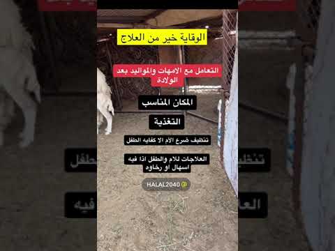 طريقه التعامل مع مواليد الاغنام والامهات و رضاعة مواليد الاغنام و اسباب موت البهم بعد الولادة