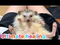 【癒し動画】このハリネズミをみたら嫌なことが吹っ飛びます。　When you see this hedgehog, the unpleasant things are blown away.