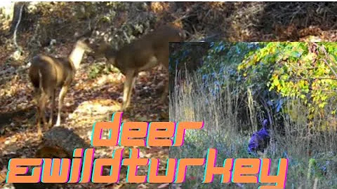DEER AND WILD TURKEY BEHIND OUR CABIN/VIRGINIA