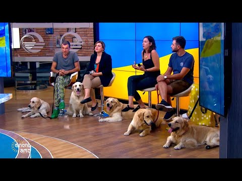 როგორ მოვუაროთ ჩვენს ოთხფეხა მეგობრებს ზაფხულში