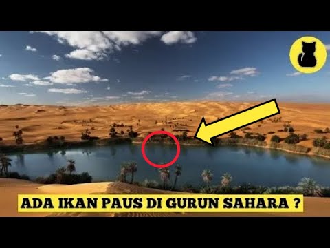 Video: Menemukan Di Sahara. - Pandangan Alternatif