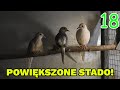 KOLEJNE MŁODE? POWIĘKSZA SIĘ RODZINA GOŁĄBKÓW