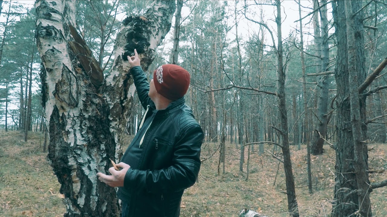 Bērza čaga jeb Melnā spulgpiepe