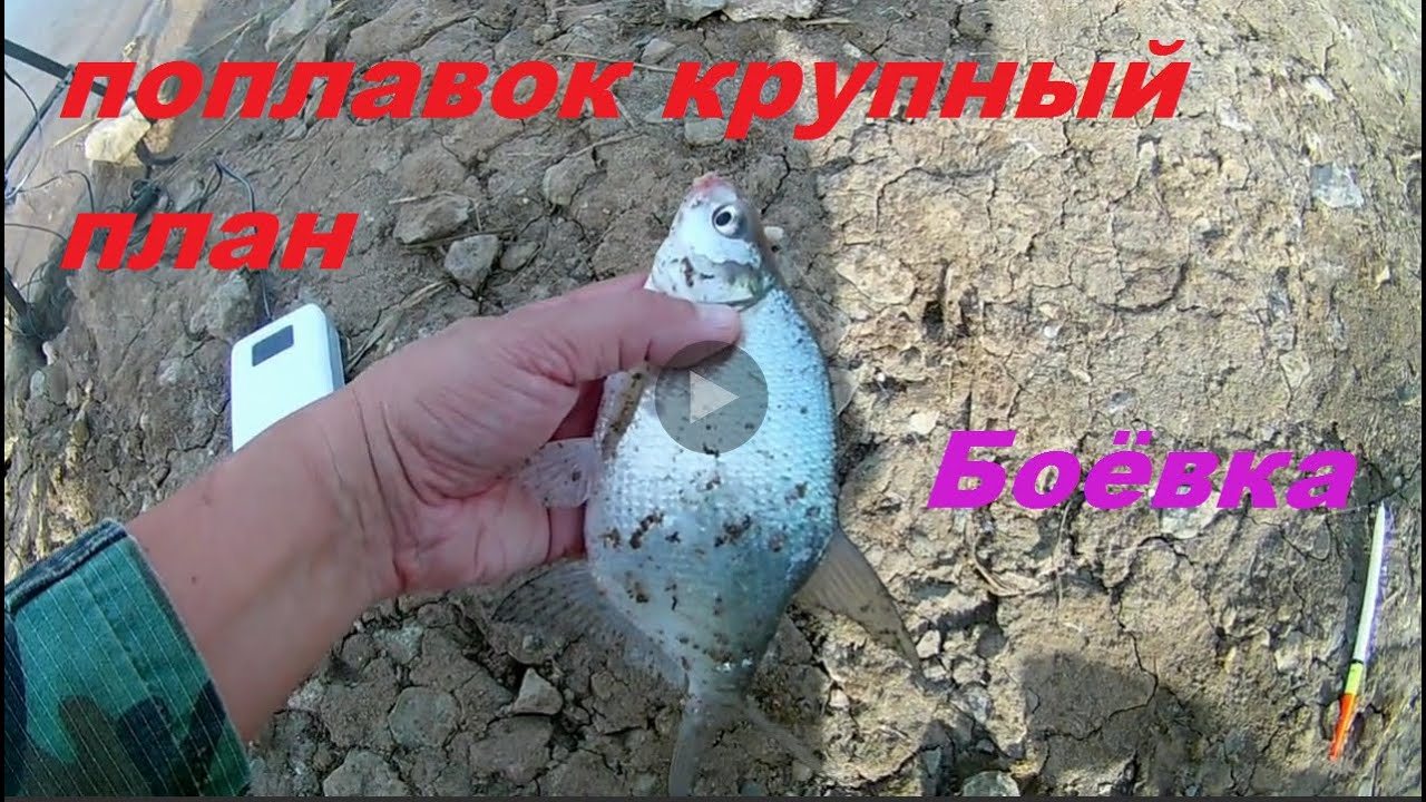 Рр3 волга подлещик