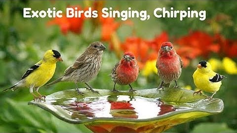 Incredible Jungle Sounds 8K - Exotic Birds Singing in Tropical Rainforest  //