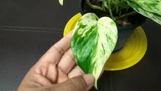 พลูราชินีหินอ่อน น่ารัก