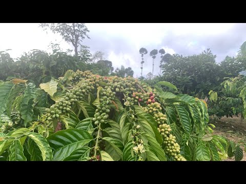 Video: Pohon Pecinta Naungan - Pelajari Tentang Pohon Yang Tumbuh Di Naungan