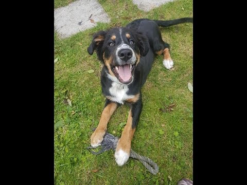 bear---4-month-old-bernese-x-collie-puppy---2-weeks-intensive-dog-board-&-train