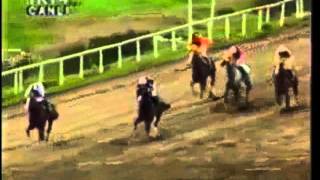 Efsane yarış atı BABATUAL
