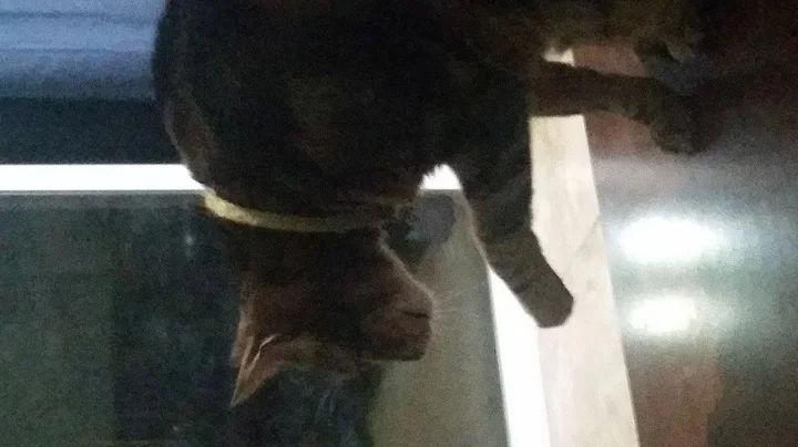 Hey Eric, can we put a cat in the thumbnail for cl...