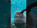 The Secret Behind a Beluga’s Squishy Forehead 🐋💭