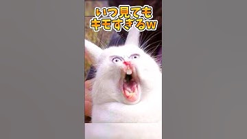 当たると気持ち良すぎる！#shorts #apex #apexclips #チャージライフル #チャーライ #chargerifle #キモすぎるシリーズ