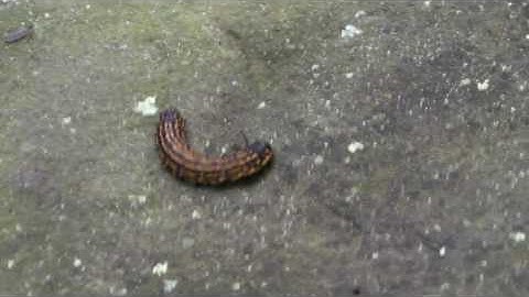 Aposematic coloring in caterpillar.