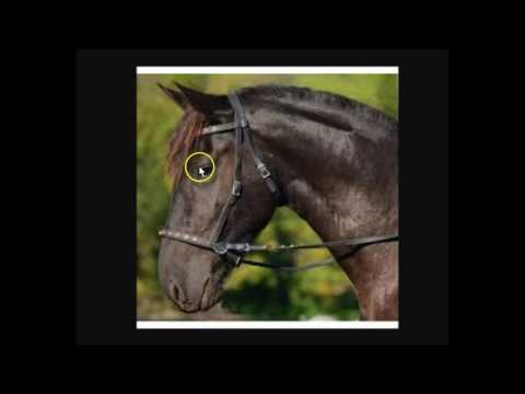 Video: Gillar hästar bettlöst träns?