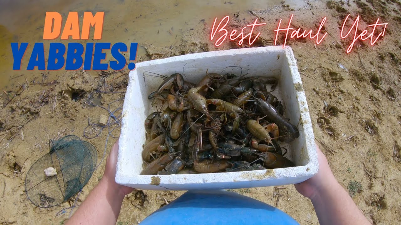 Dam YABBIES Late Season MOTHERLOAD! 2 Locations Fishing South Australia YouTube Dam YABBIES Late Season MOTHERLOAD! 2 Locations Fishing South Australia YouTube