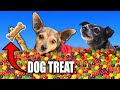 First To Find Dog Treat in 10,000 Skittles Wins Challenge