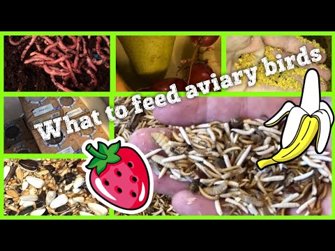 What I feed my aviary finches and softbills | Food for breeding birds | Bird Aviary food | S1:Ep13