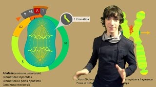 Mitosis Paso a Paso