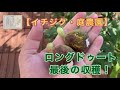 【イチジク・庭農園】ロングドゥート今年最後の収穫　誘引作業#ロングドゥート　#イチジク　#誘引