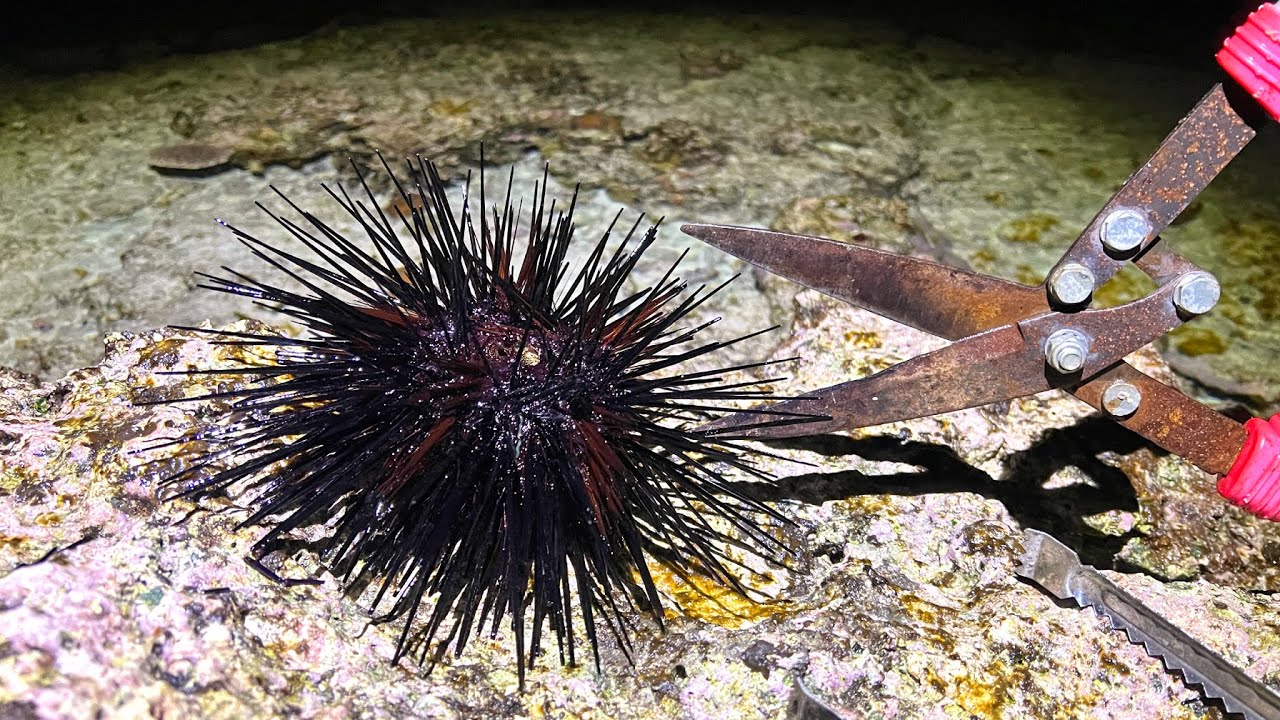 巨大毒ウニのガンガゼは高級ウニの代わりになるのか寿司にして食べて 