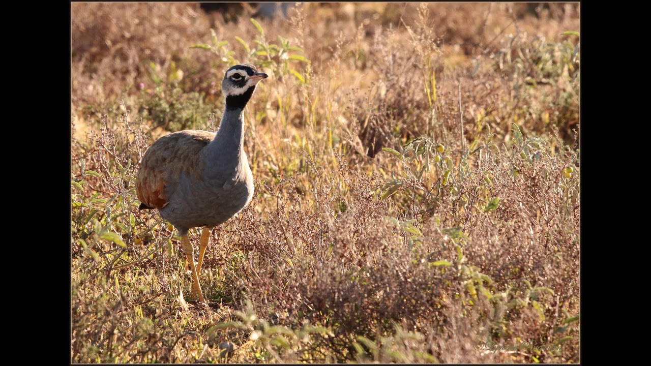 Blue Korhaans calling and then flying off