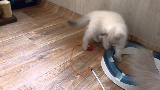Невский маскарадный котёнок. Питомник Злато Зиберио.Армани 2,5 м играет, за кадром Мариша Невский маскарадный котёнок. Питомник Злато Зиберио.Армани 2,5 м играет, за кадром Мариша
