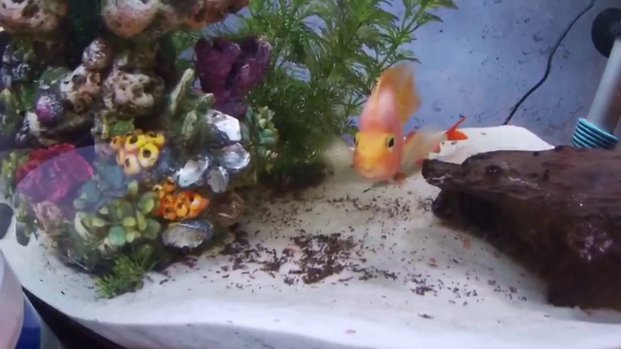 camera iphone 8 plus apk Emergency move of my fish to a 55 gallon tank