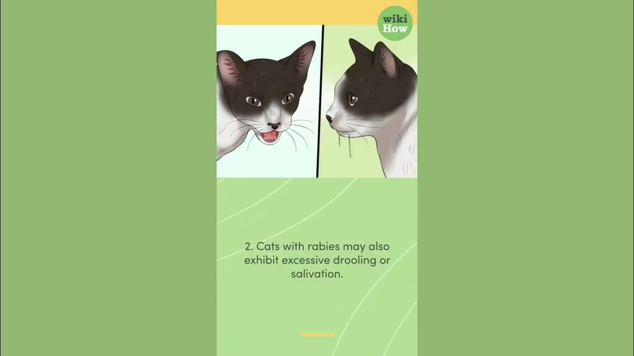 How To Tell if a Cat Has Rabies YouTube