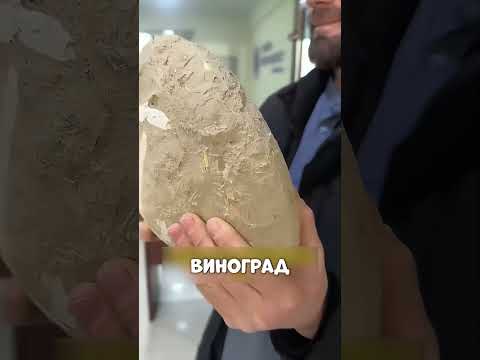 Этот ТРЮК изменил жизнь фермера⚡🌾🍇
