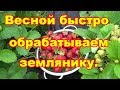 Быстрый способ обрезки земляники весной