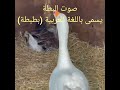 صوت البطة يسمى باللغة العربية بطبطة 