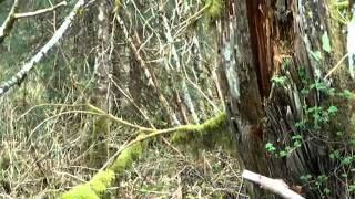Bigfoot Sighting, Ketchikan Alaska 2011