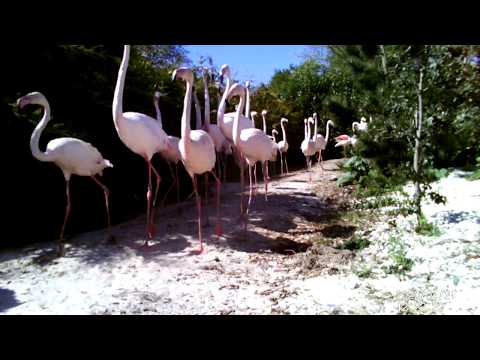 #5 - Pensthorpe flamingos - on their daily exercise routine