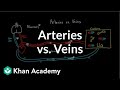 Arteries vs. veins-what's the difference? | Circulatory system physiology | NCLEX-RN | Khan Academy