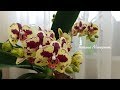 Цветение моих орхидей на 17 марта 2018 | Flowering of my orchids | Орхидея | Orchids